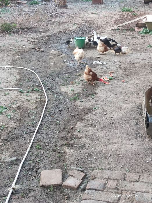 Vendem-se patos mudos