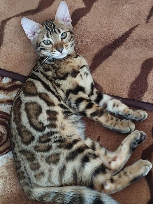 Бенгалка кошечка, кошеня