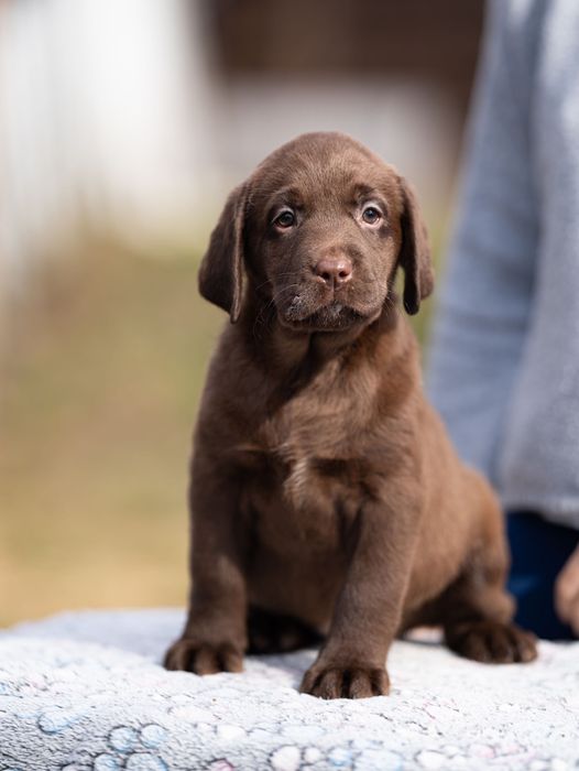 Labrador czekoladowe szczenięta FCI