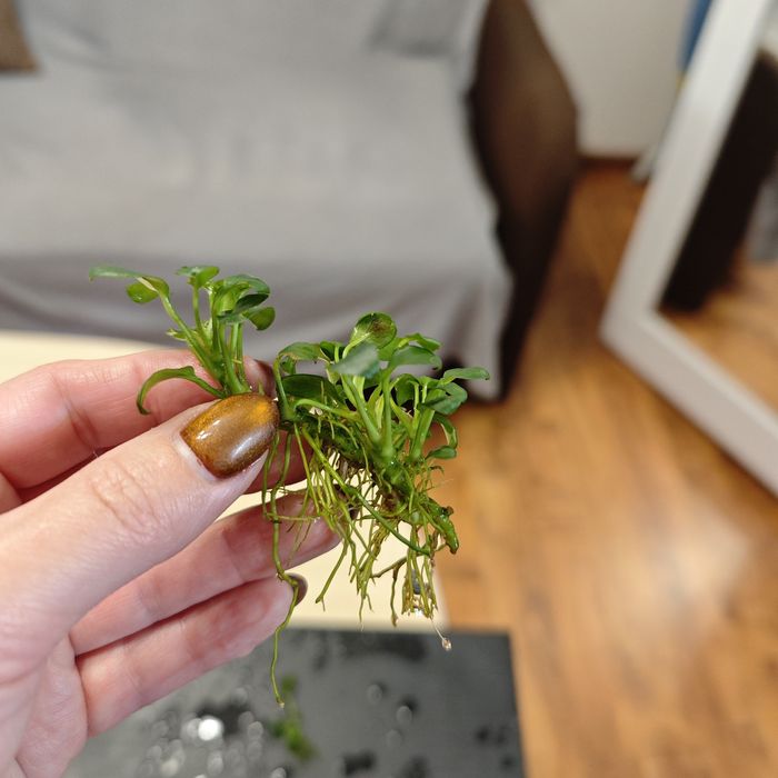 Anubias mini sadzonki