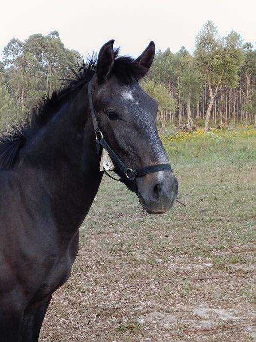 Poldro Lusitano ruço com livro azul