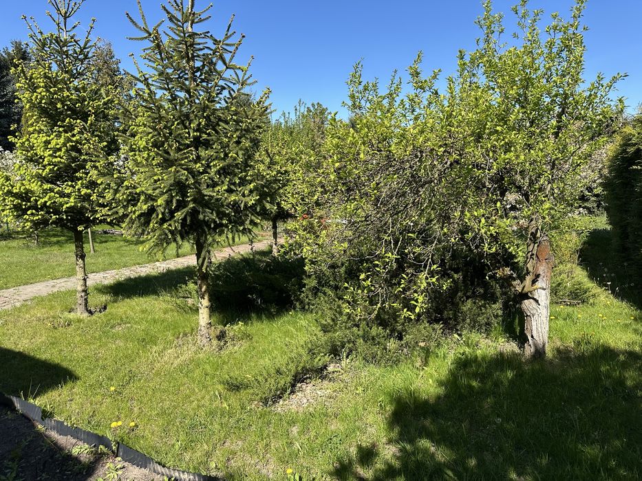 Działka ROD Kościan 506 m² | Prąd + woda | Gotowa do użytkowania - Widok 3
