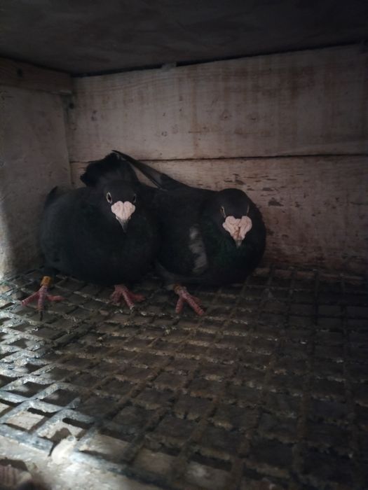 Gołębie staropolskie