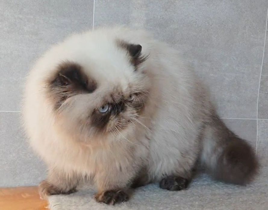 Kocurek, mrucząca przylepa!