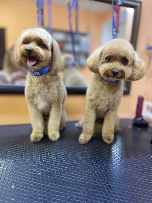 Стрижка тварин, котів , собак , експрес линька