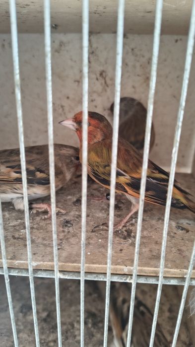 Bastardy po szczygle