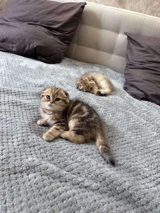 Шотландская кошка