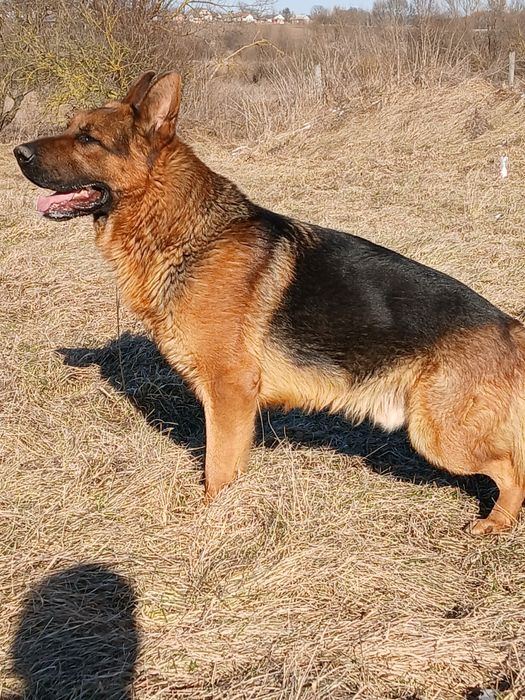 Німецька вівчарка вязка