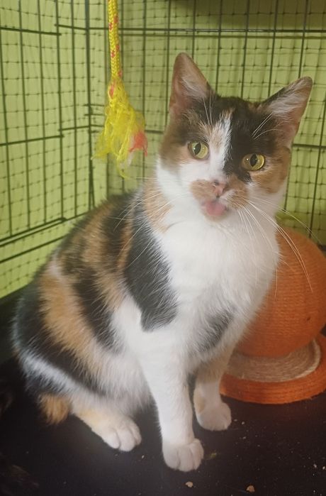 Koty z serca Kaszub polecają się do adopcji!