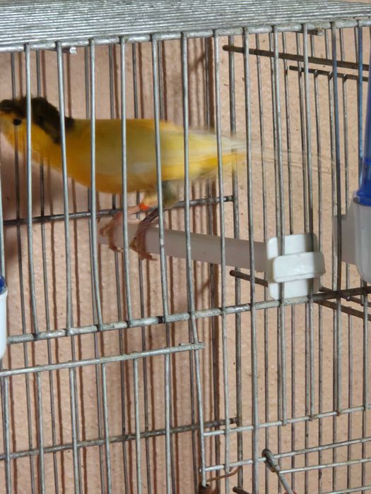 Canarios machos 2023 e 2024