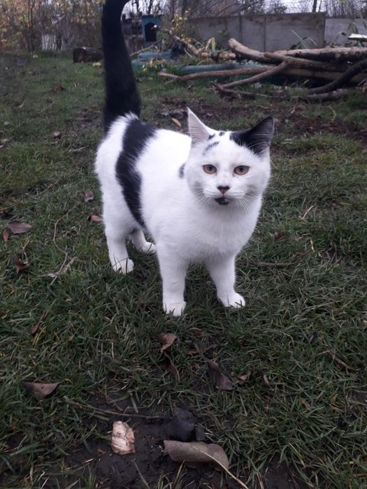 Віддаю в добрі руки