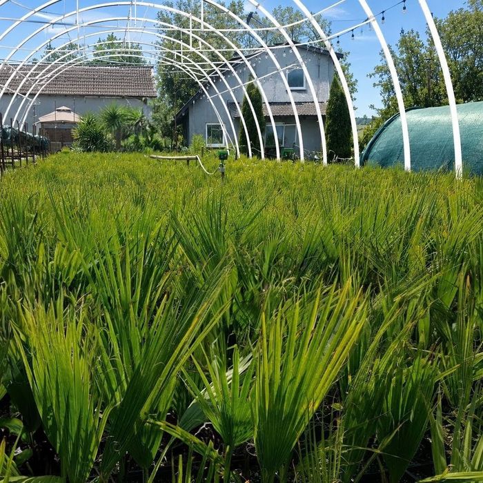 Duża palma mrozoodporna Waszyngtona Robusta 70-90cm | Polska szkółka