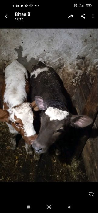 Продам теличку на вибір від добрих молочних корів