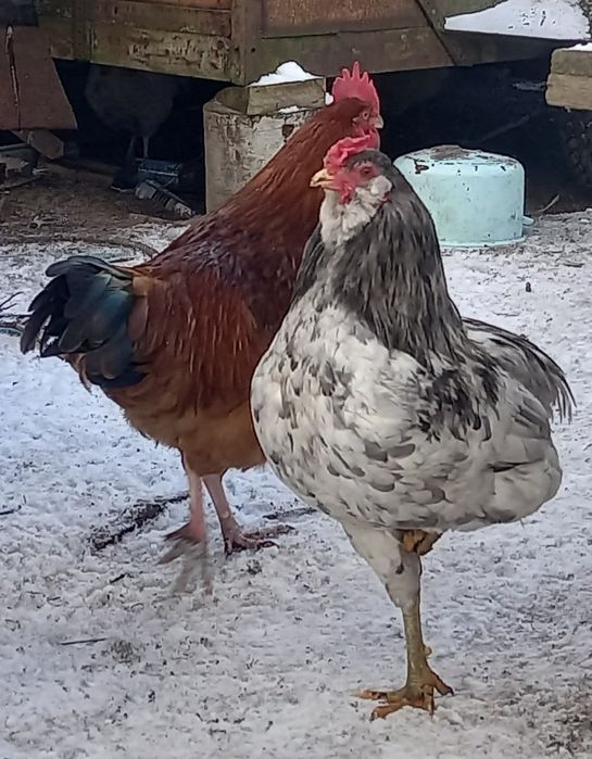 Koguty 1 x rossa I 2x arakuama