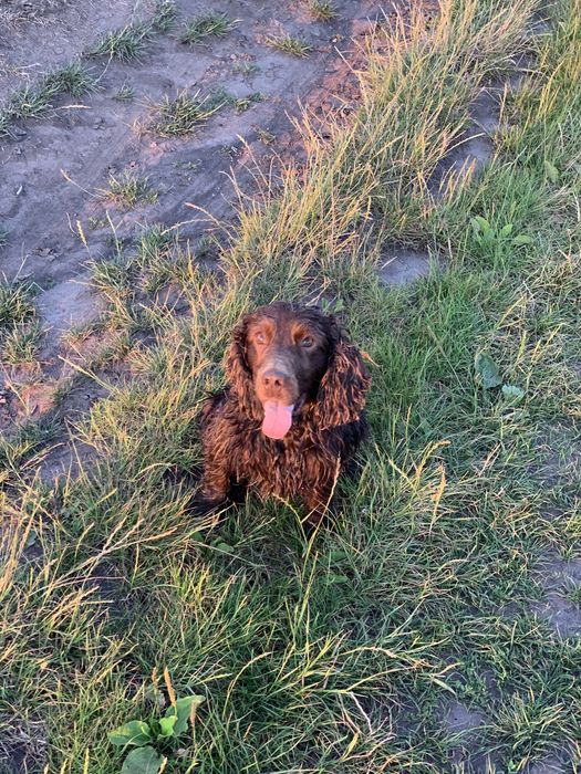 Англійський Спаніель для в'язки