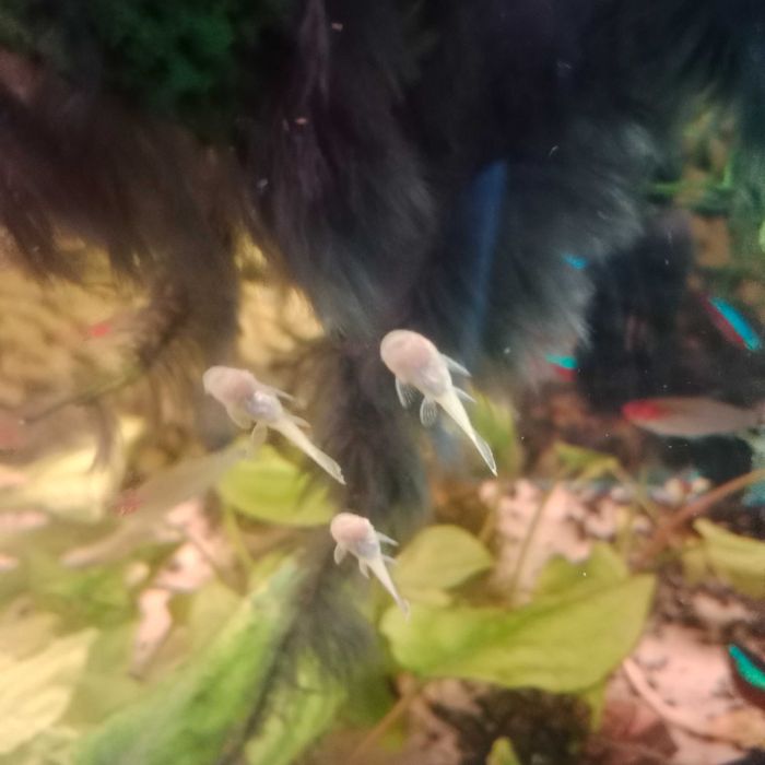 Sprzedam zbroinika glonojad