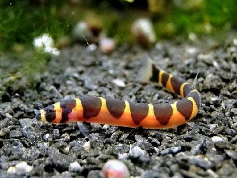 Акантофтальмус Кюля, вюн, акваріумні рибки, вьюн, аквариумные рыбки