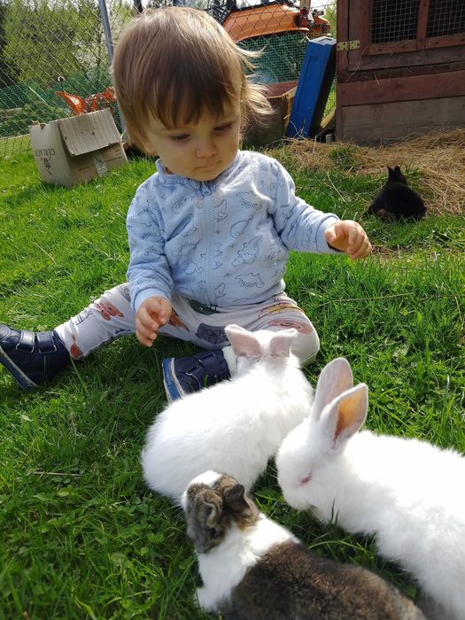 Agroturystyka ze zwierzętami Apartamenty