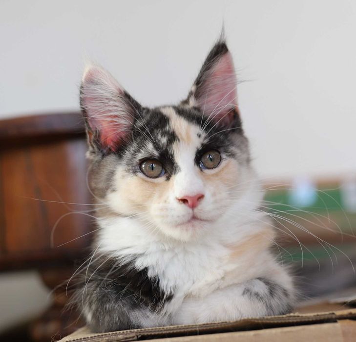 Kotka Maine Coon - Bydgoszcz
