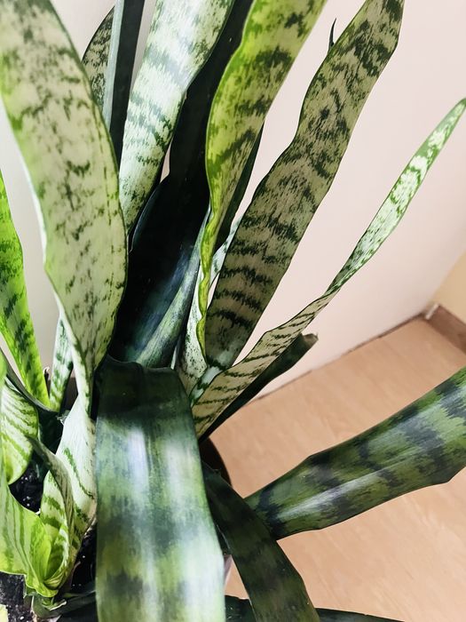 Сансевьерия большая с вазоном