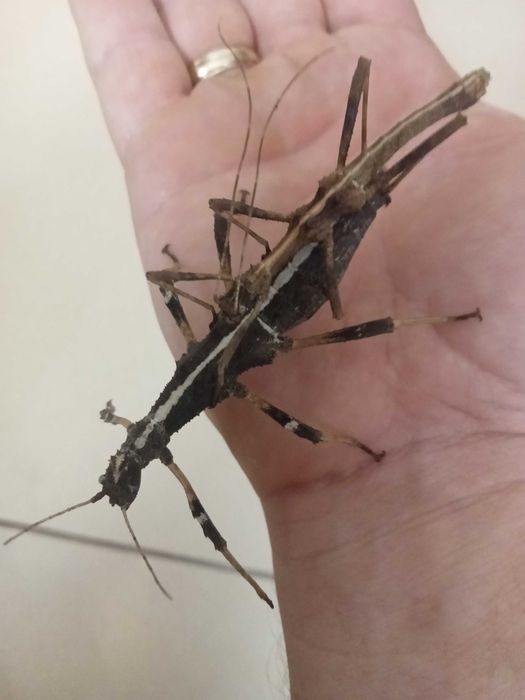 Patyczaki/straszyki Lonchodiodes sp. Ilocos, chiński, pieprz i sól...