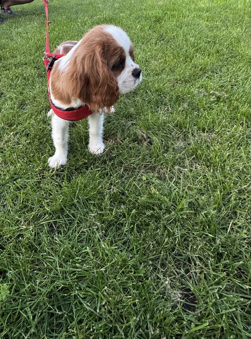 Cavalier King Charles Spaniel