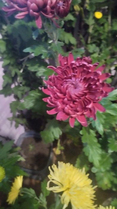 Продам хризантеми.