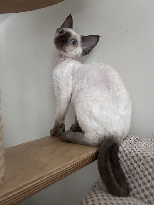 Piękny kocurek devon rex, point,