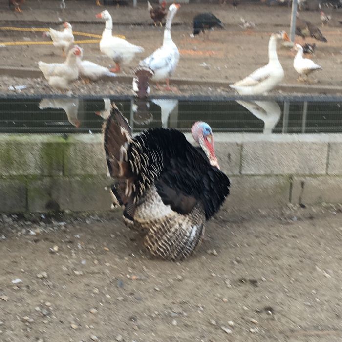 Peru adulto de exelente qualidade.