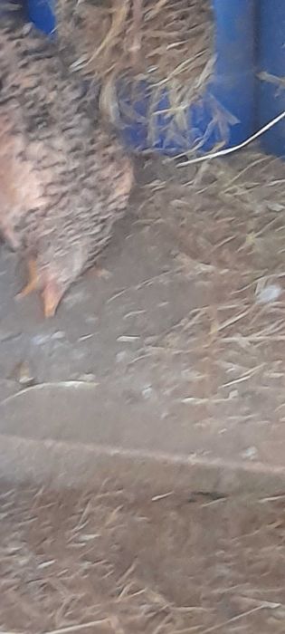 Outtas aves  manderins