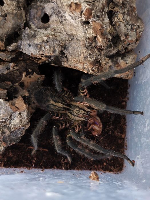 Dorosła samica cupiennius salei