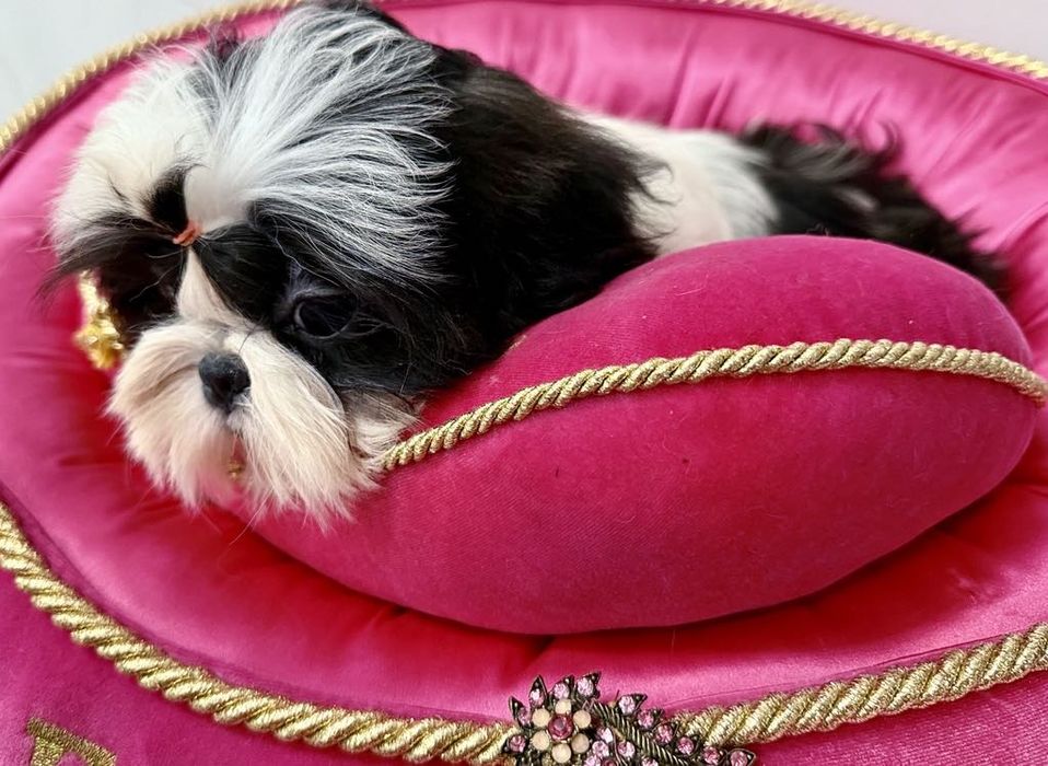 Shih Tzu ZKwP FCI z kompletem badań dodatkowych! Mini! Czarny!