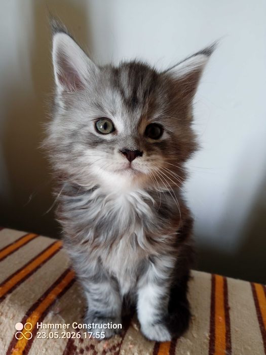 Koteczka Maine Coon