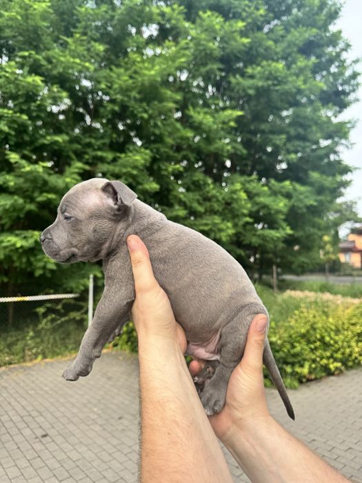 Amstaff blue i blue pregowany