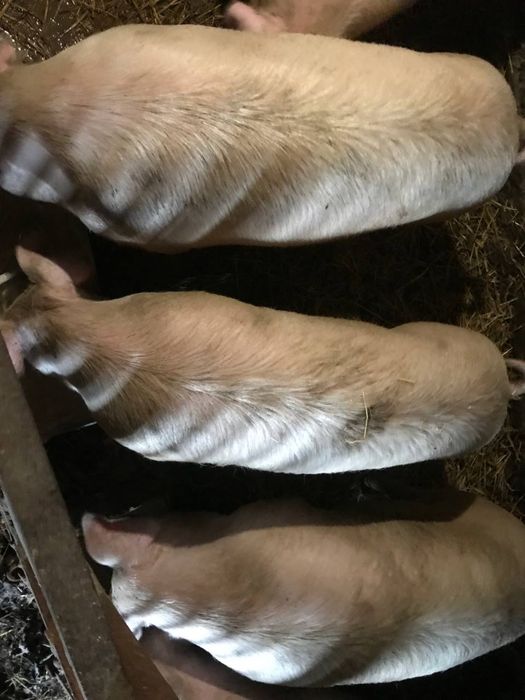 Продам свині, ціна 90 грн/кг