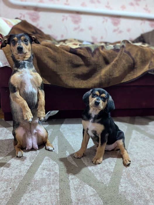 Невеличка красуня шукає маму