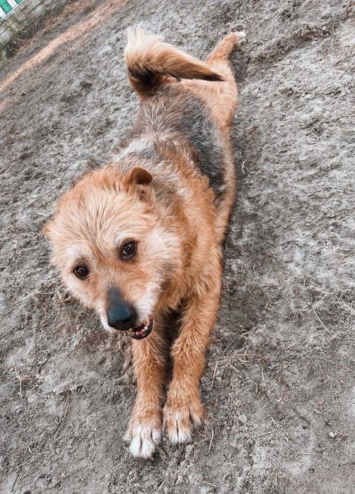 terier mix salsa  waga 15kg w schronisku w lututowie