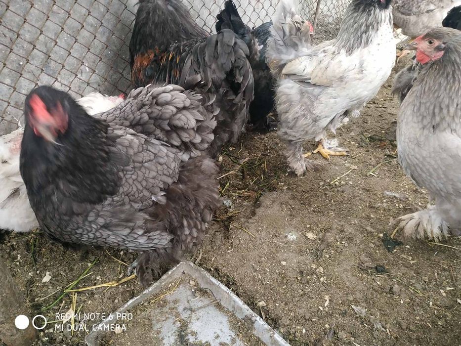 Подрощенные цыплята, яйца курей Брама