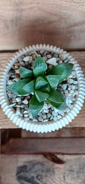 Сукуленти сукулент вазон хавортія каланхое молодило