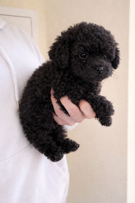 Adopção responsável consciente