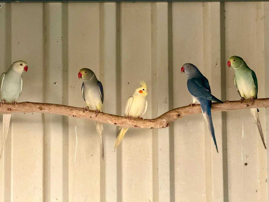 Disponível ringnecks