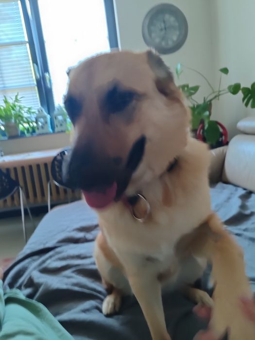 Domowy hotel dla psów