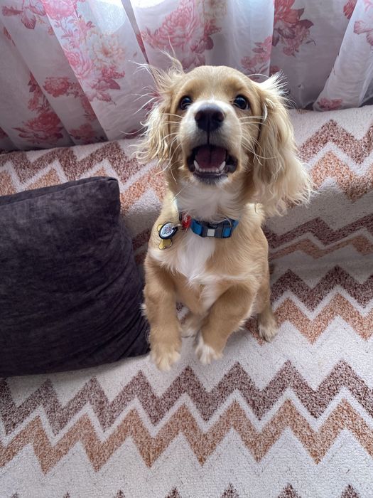 ЗАГУБИВСЯ песик!!!