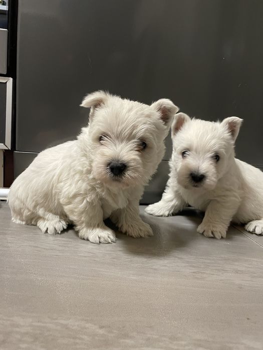 Szczeniaczek West Highland White Terrier
