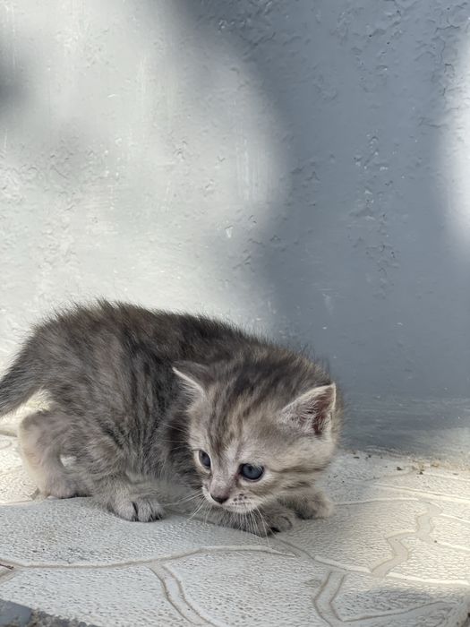 Котик в добрі руки