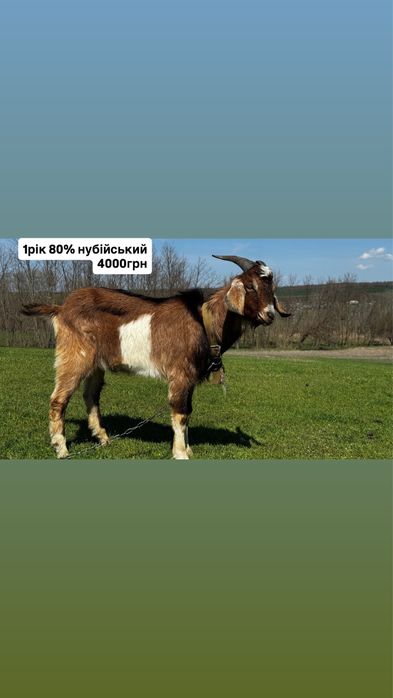 Кози. Нубійські. Зааненські. Альпійські