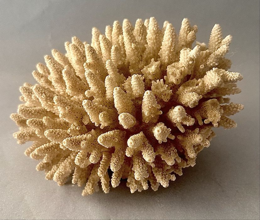 Coral antigo  Acropora Humilis .