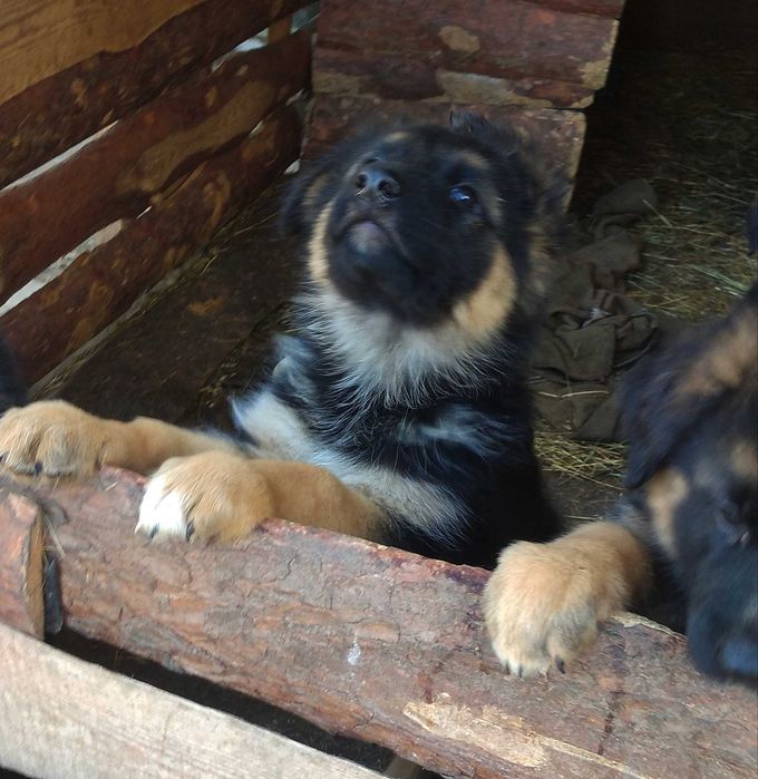 Шикарные щенки с документами.