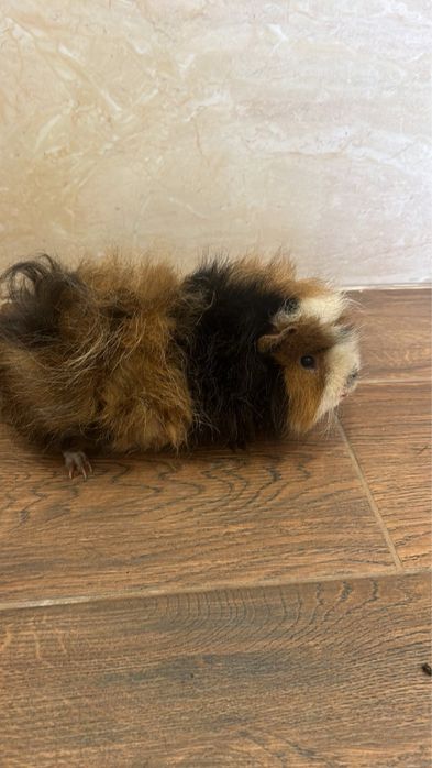 Продається Сімʼя морських свинок