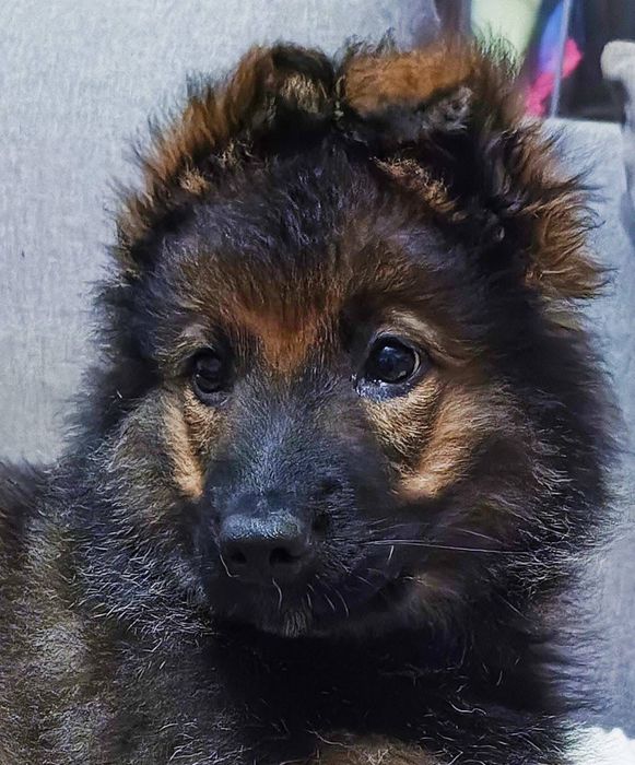 Szczeniak w typie Owczarek Niemiecki ,szuka domu.